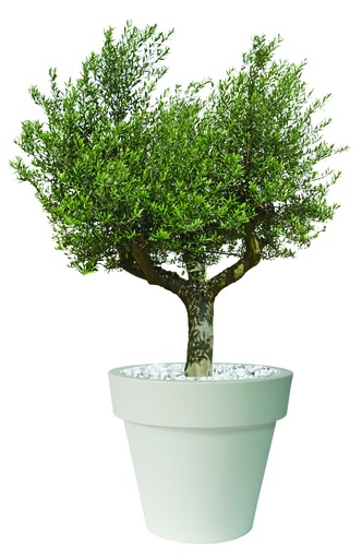 Composition végétale Pot XXL avec olivier